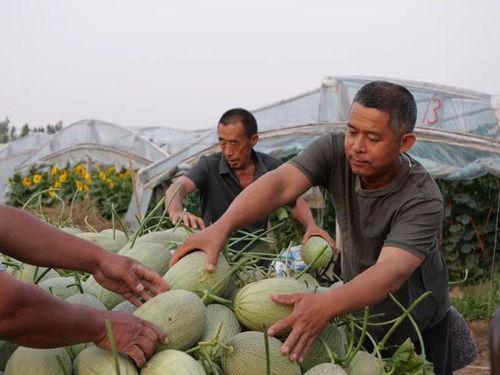 徐校长吃瓜,校园风云再起  第3张